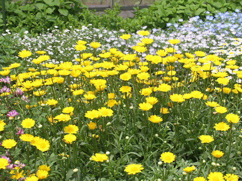 Chrysanthemum multicaule