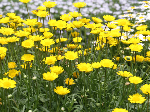 Chrysanthemum multicaule