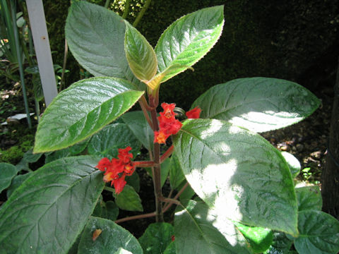 Chrysothemis pulchella