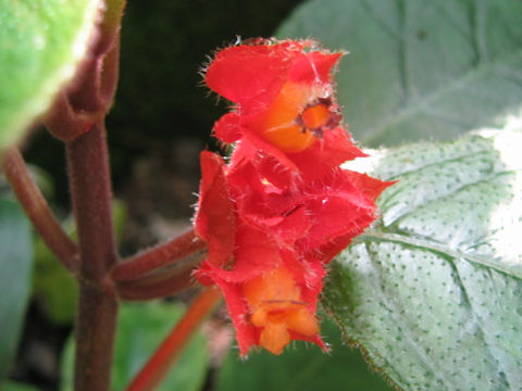 Chrysothemis pulchella