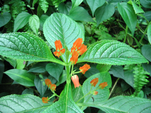 Chrysothemis pulchella