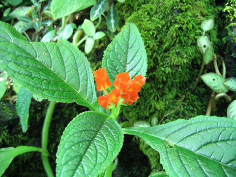 Chrysothemis pulchella