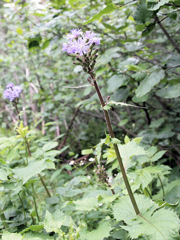 Cicerbita alpina