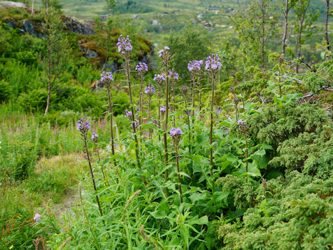 Cicerbita alpina