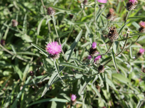 Cirsium heterophyllum