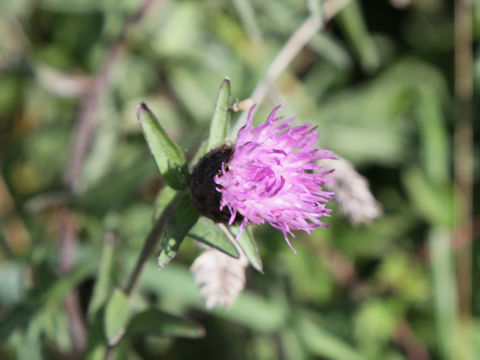 Cirsium heterophyllum