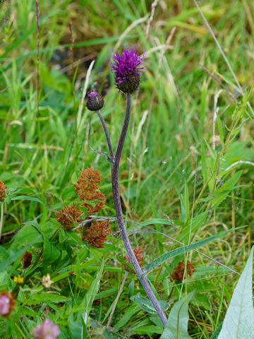 Cirsium heterophyllum