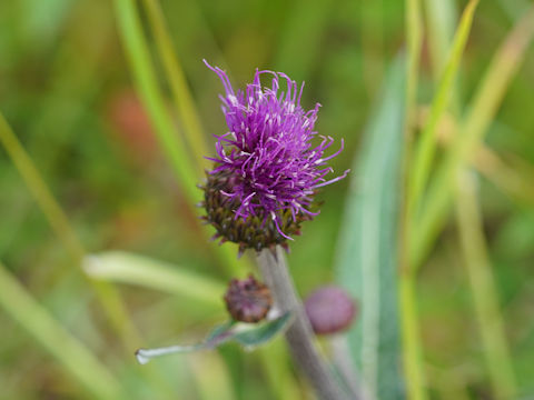 Cirsium heterophyllum