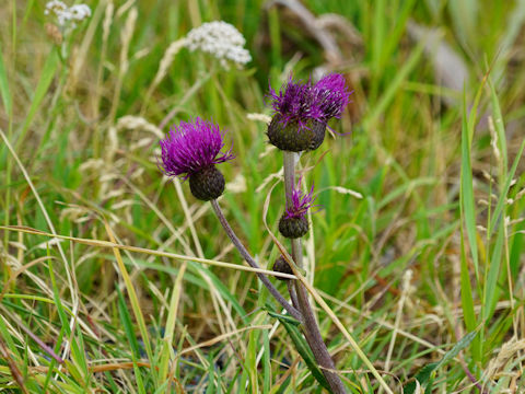 Cirsium heterophyllum