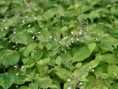 Circaea lutetiana