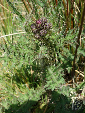 Cirsium palustre