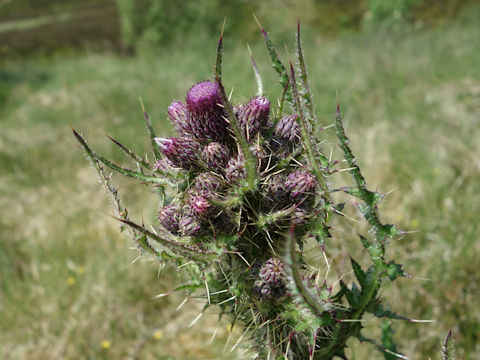 Cirsium palustre