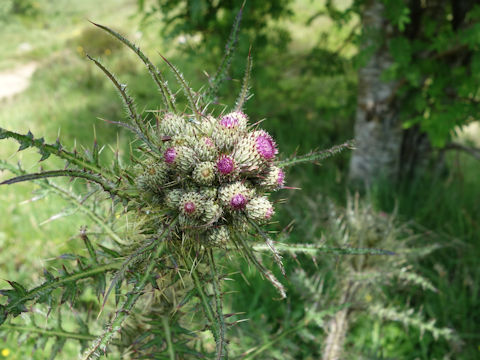 Cirsium palustre