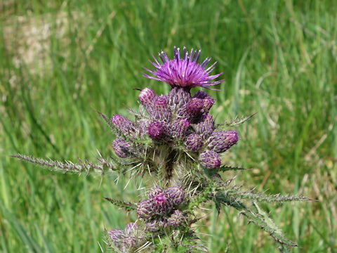 Cirsium palustre