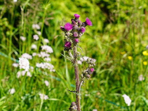 Cirsium palustre