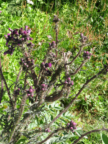 Cirsium palustre