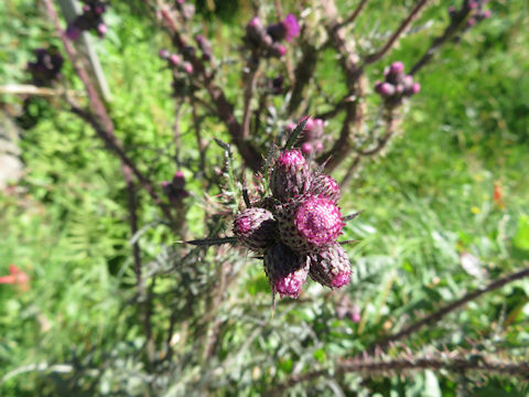 Cirsium palustre