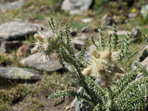 Cirsium scopulorum