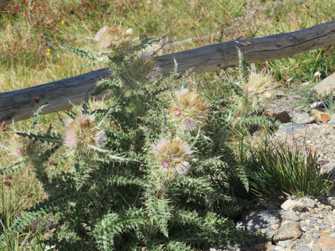 Cirsium scopulorum