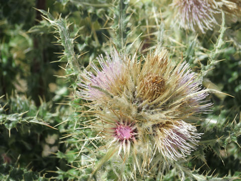 Cirsium scopulorum