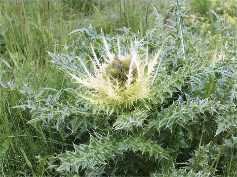 Cirsium spinosissimum