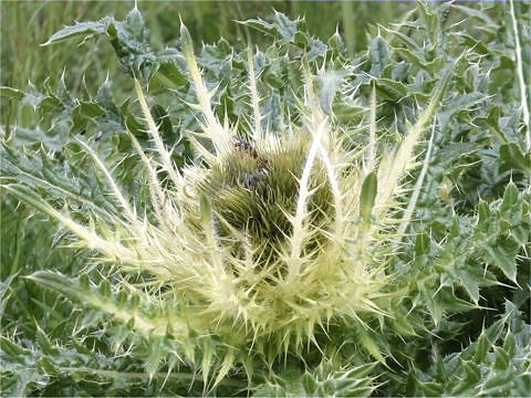 Cirsium spinosissimum