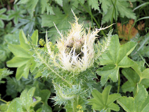 Cirsium spinosissimum