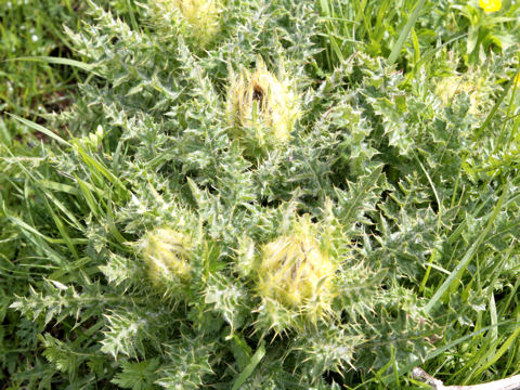 Cirsium spinosissimum