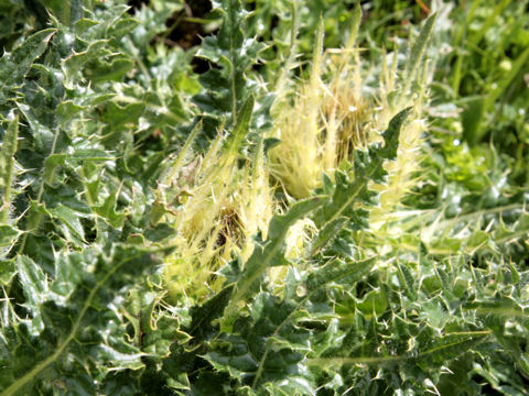 Cirsium spinosissimum