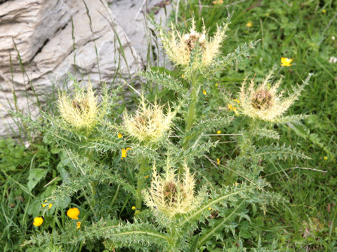 Cirsium spinosissimum