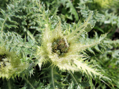 Cirsium spinosissimum