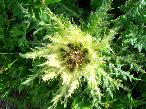 Cirsium spinosissimum