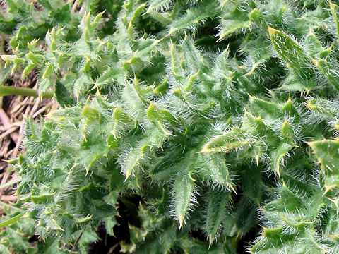 Cirsium spinosissimum