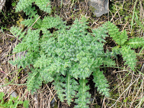 Cirsium spinosissimum