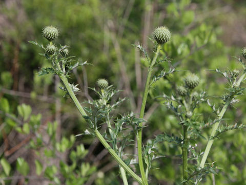 Cirsium undulatum