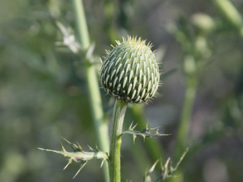 Cirsium undulatum