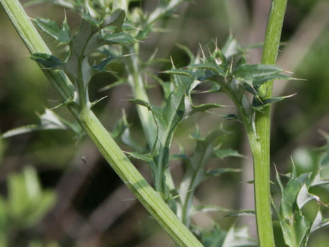 Cirsium undulatum