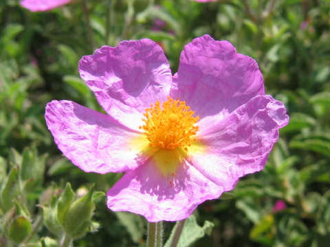 Cistus albidus