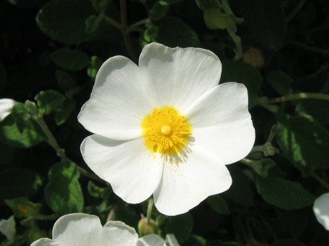 Cistus albidus