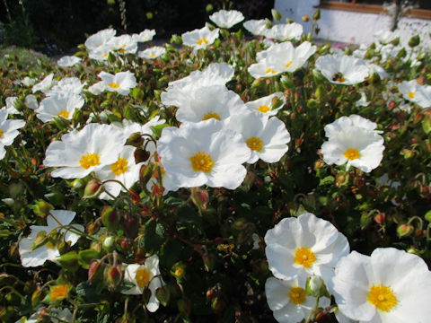 Cistus x corbariensis