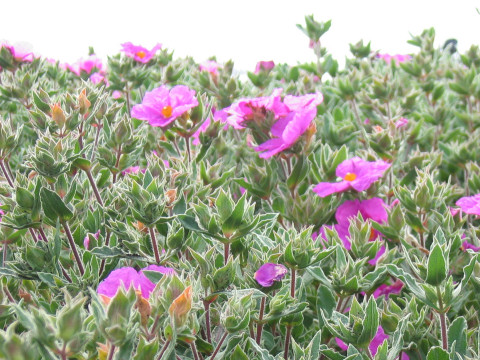 Cistus incanus ssp. creticus