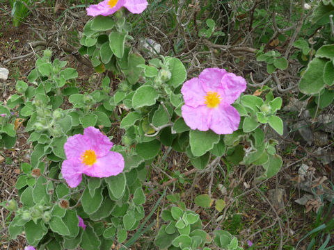 Cistus incanus ssp. creticus