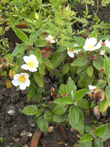 Cistus ladanifer