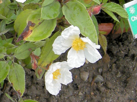 Cistus ladanifer