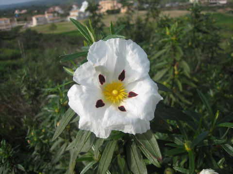 Cistus ladanifer