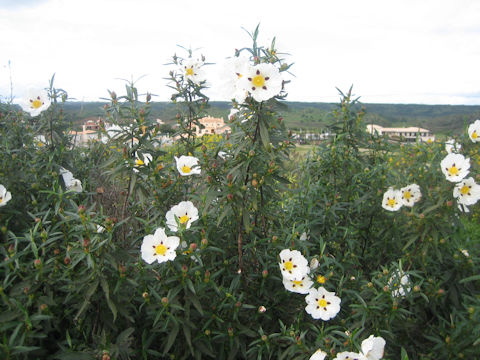 Cistus ladanifer