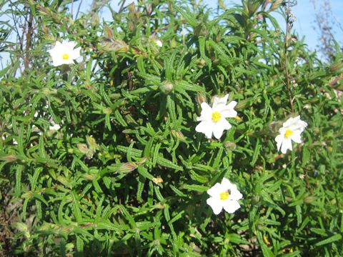 Cistus salviifolius