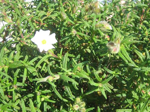 Cistus salviifolius