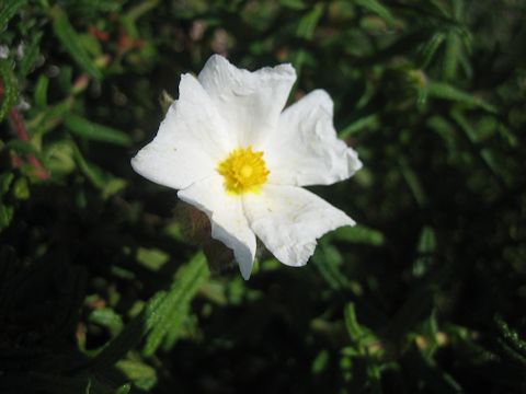 Cistus salviifolius