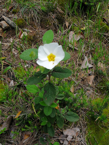 Cistus salviifolius